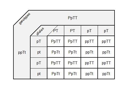 In pea plants, purple flowers (p) are dominant over white flowers (p) and tall stems (t) are dominan