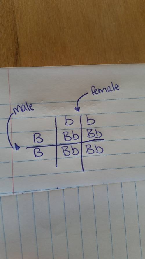 In mice, brown eyes (b) are dominant over blue (b). a homozygous brown-eyed male mouse mates with a