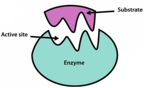 In the box below, please illustrate any enzymes and substrate. label the following key words in your