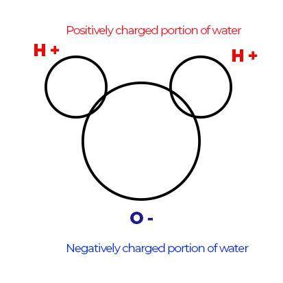 How does the molecular structure of a water molecule affect its polarity?