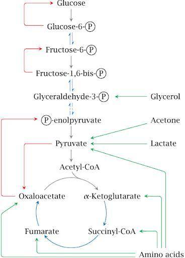 Anabolic processes are endothermic - where does the energy and raw materials come from to synthesize