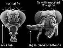 . Give an example of one mutation that will affect an organism's phenotype