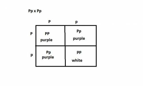 Plants from two pure lines, one with purple flowers (P/P) and the other with white flowers (p/p),