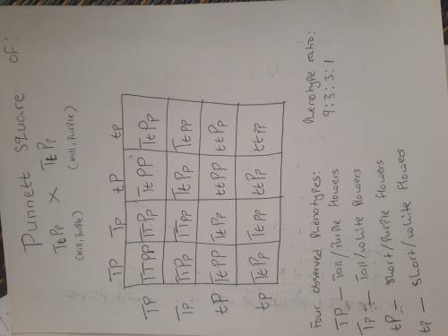 Two dihybrid pea plants (both tall and with purple flowers) are mated. The cross resulted in 9866 pr