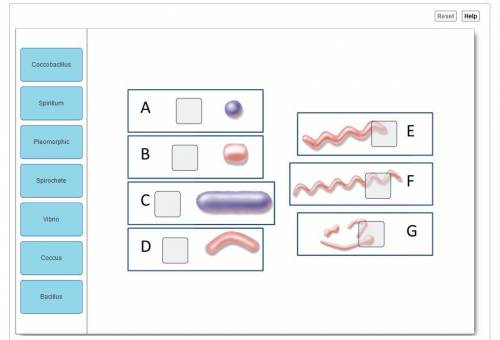 While many people new to the field of microbiology like to use the terms rods and spheres, you prefe