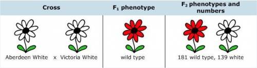 You study color variants of Arabidopsis hypotheticus, a plant with red flowers. You have obtained th