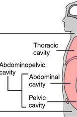 Can I get images of thoracic cavity with define