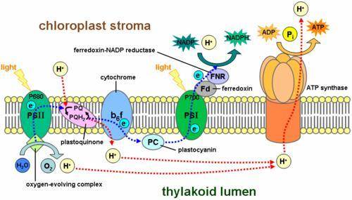 Choose one of the two major phases of photosynthesis. Draw a model of that phase that corrects one o