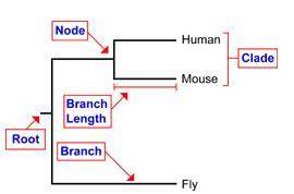 Name the area on a cladogram that represents the point from which the species split from the ancesto