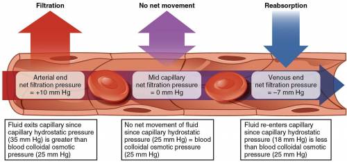 Although net filtration occurs at the  end of a capillary and net reabsorption at its  end, not all