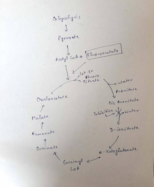 The TCA cycle in a particular tissue has been inhibited by fluoroacetate. However, it is not the flu