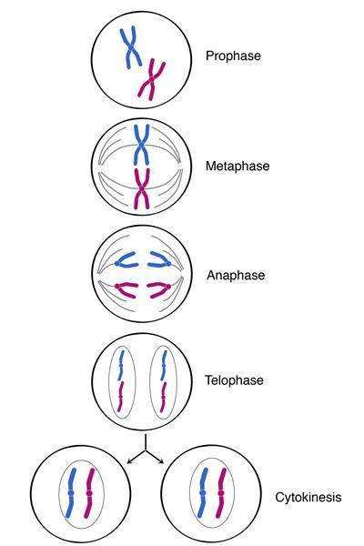 ABCD are the same for all questions someone please help... 1)___homologous chromosomes are separated