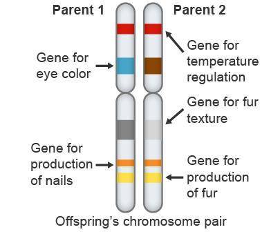 Use the diagram to answer the question. Which genes have the same alleles? Select three options gene