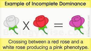 Can incomplete dominance only have one or two (no more) phenotypes?