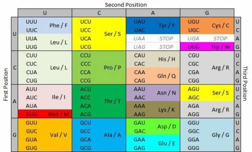 A change in the region labeled y from U C G to U G C would most likely cause