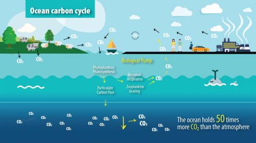 Explain how carbon moves in and out of the ocean.