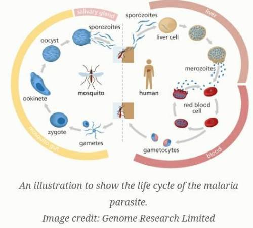 What is the first organ or tissue attacked by the malarial sporozoites when they enter the human hos