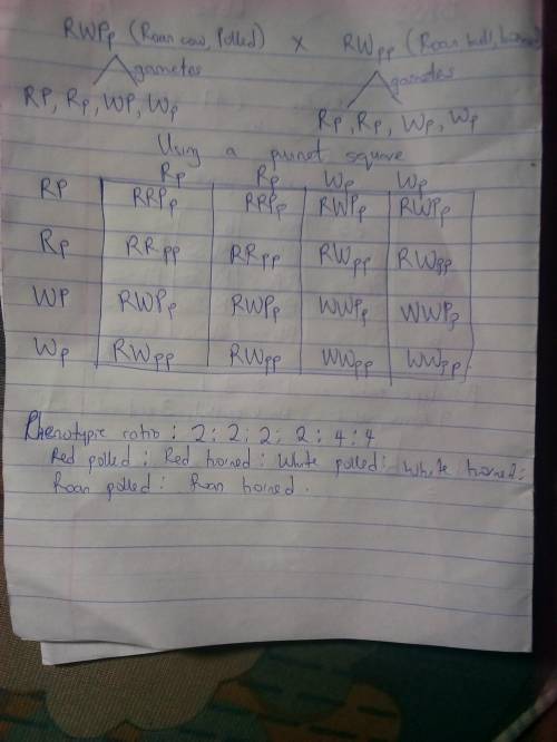 In shorthorn cattle, coat colors are governed by a codominant pair of alleles R and W. The homozygou
