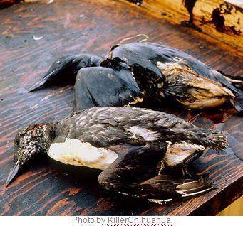 Look at this photo of alaskan seabirds covered in oil. how did president bush respond to the e
