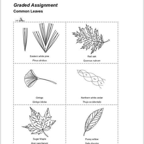 Complete a dichotomous key for the 10 leaves on the common leaves sheet. the chart provided here all