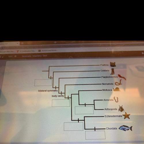 Complete the phylogenetic tree by matching each characteristic that arose during the evolution of an