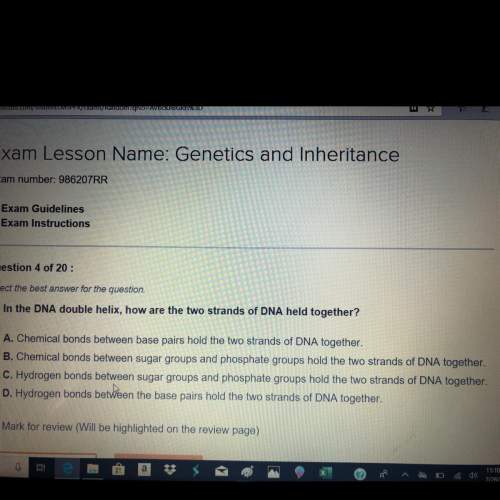 In the dna double helix, how are the two strands of dna held together?