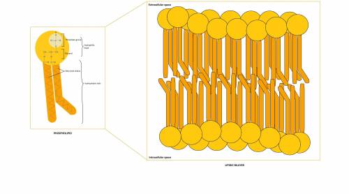 Question:The macromolecules depicted in the image below make up a wall that surrounds theoutside of