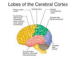 What would you not find in the cerebral cortex?