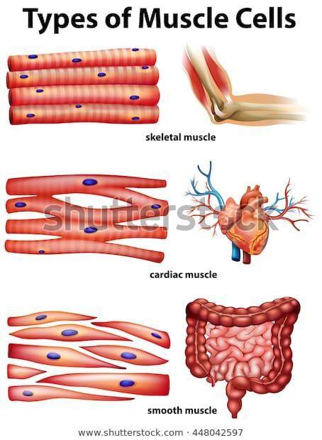 Which type of muscle tissue is pictured?cardiacskeletalsmoothstriatedThe picture represents muscle t