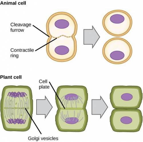 Compare and contrast cytokinesis in animal and plant cells.