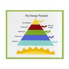 )  What are the three types of ecological pyramids? How do their shapes compare? 2. Do you think it