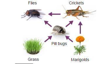 A student made this diagram after observing the organisms of a model ecosystem in a large terrarium