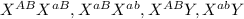 X^{AB}X^{aB}, X^{aB}X^{ab}, X^{AB}Y, X^{ab}Y