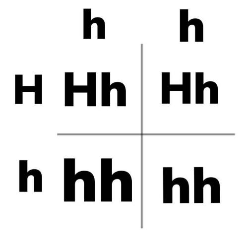 Mom's genotype is Hh and Dad's hair isn't brown. Brown hair is dominant to red hair. Use the letter