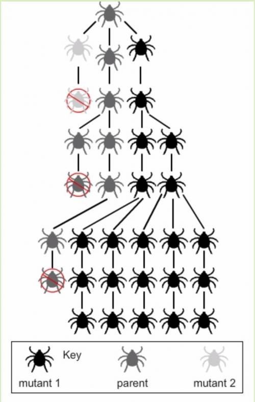 Draw a model of what you think would happen with the gray and black color mutation in the seventh an