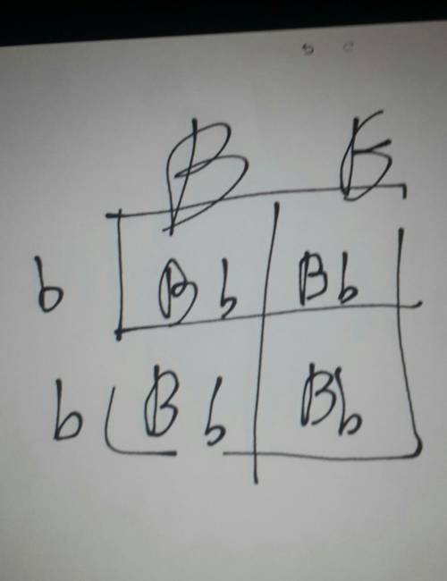 If you crossed a male BB (brown eyes) with a female bb (blue eyes), how many of the offspring would