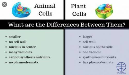 Explain the differences and similarities in a bacteria, virus, plant and animal cell