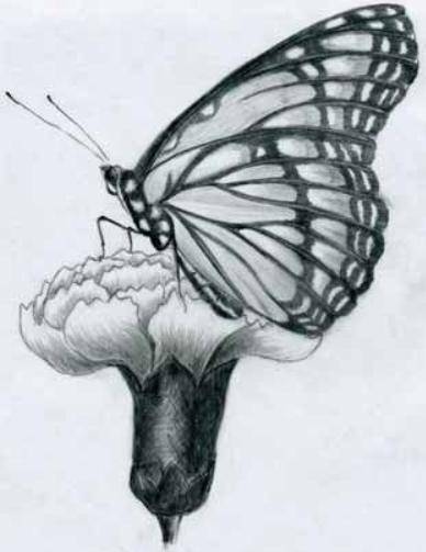 hey could someone please draw a butterfly or a flower or something like that using either shading, n