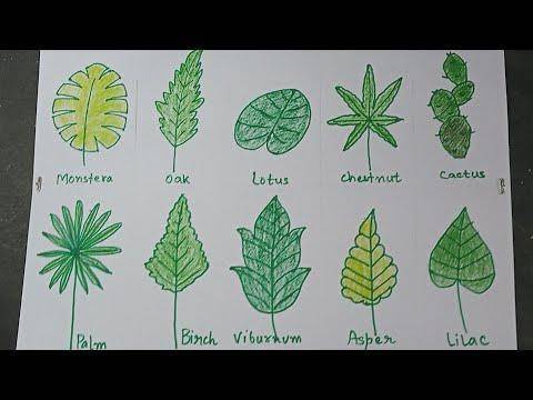 Draw different types of leaves using the step by step instructions