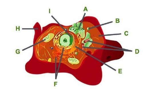 Consider this animal cell. The organelles in an animal cell are labeled. Part D are stacked tubular