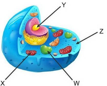 The diagram shows an animal cell.

Which letter marks the location where carbon dioxide is
produced