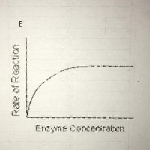 Why doesn’t it matter of enzymes keep getting added to graph e?