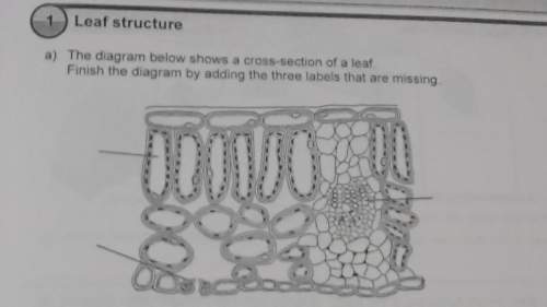 Label these 3 parts of a leaf cell. picture included