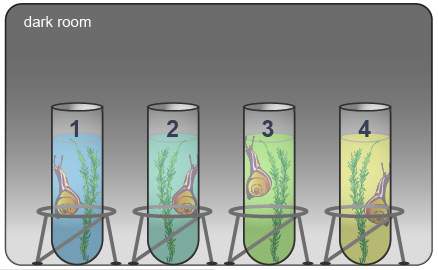 Which of the test tubes shown below were most likely produced by a sprig of elodea and a snail in th