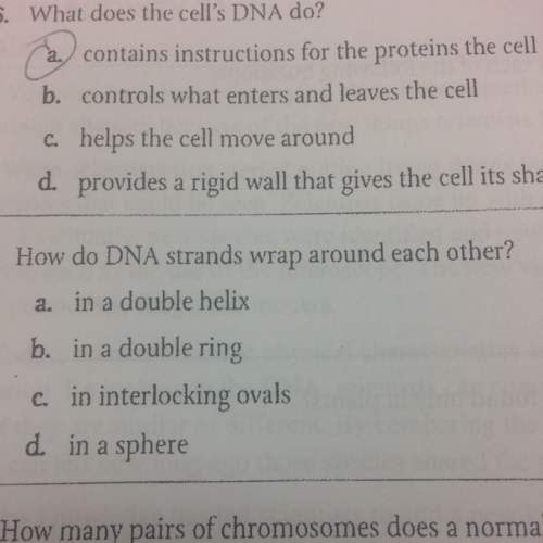 How do dna stands wrap around each other?