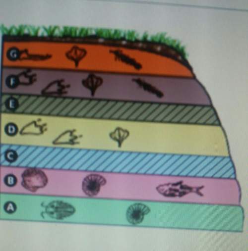 Examine this image and choose the most accurate statement base on relative dating.the fossils