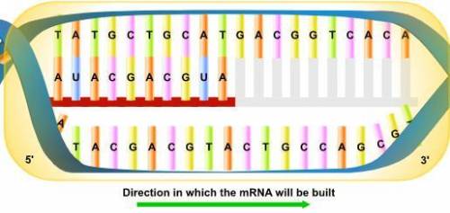 Complete 9 additional base pairs. Remember there is no thymine in RNA