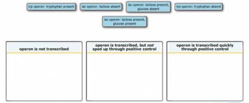 The trp and lac operons are regulated in various ways. how do bacteria regulate transcription of the