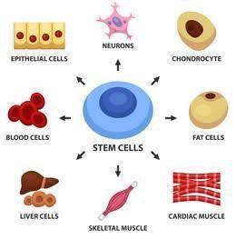 Determine if the statement is true or false, and why. “The key to cell differentiation is that only