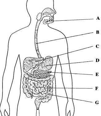 In the diagram below, what part of the digestive system is labeled A?